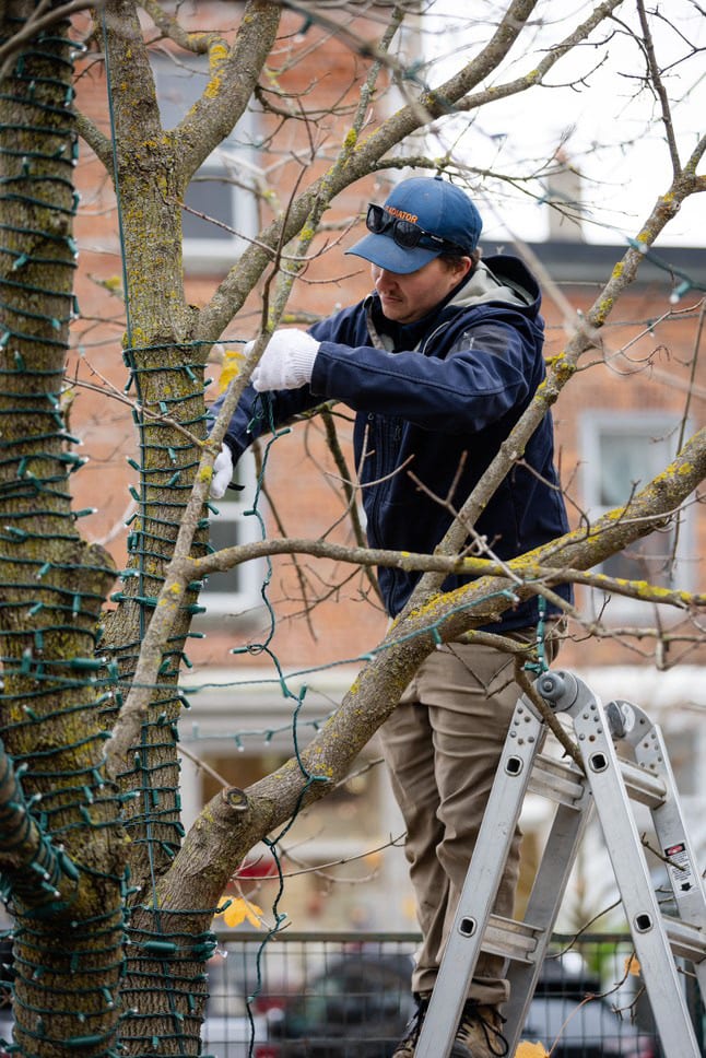 An installer wrapping a tree trunk with holiday lights.